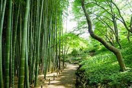 Fototapeta japonia zen dżungla