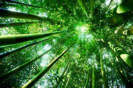 Naklejka roślina natura azjatycki dżungla zen