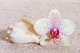 Fototapeta ziarno zen kwiat masaż świeży