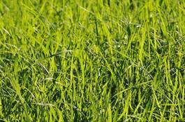 Obraz na płótnie roślina trawa pole zielony lea