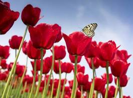 Plakat ogród tulipan ładny słońce