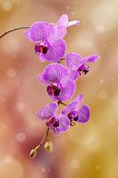 Fotoroleta kwiat roślina storczyk kwitnący botanika