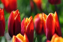 Naklejka roślina natura świeży kwiat tulipan
