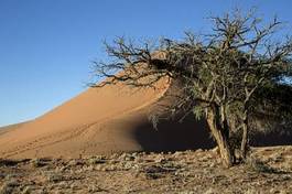 Obraz na płótnie natura wydma afryka