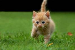 Fotoroleta portret chłopiec ładny kot zwierzę
