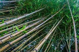 Naklejka drzewa las bambus japonia