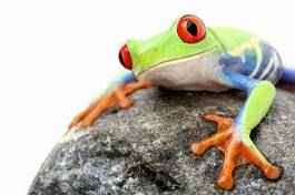 Fototapeta natura oko żaba zwierzę ładny