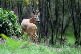 Fotoroleta fauna łąka dziki zwierzę ssak
