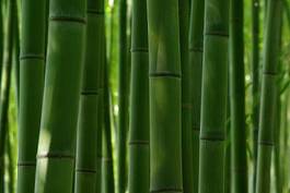 Naklejka bambus roślina naturalny tekstura plener