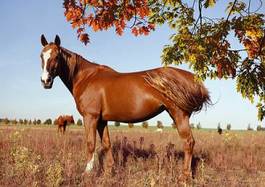 Fotoroleta koń ogier pejzaż grzywa