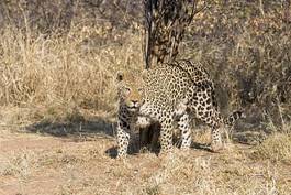 Obraz na płótnie jaguar oko bezdroża