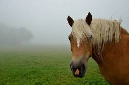Obraz na płótnie grzywa wierzba źrebak koń