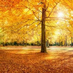 Fototapeta polana słońce drzewa jesień