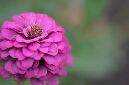 Fotoroleta ogród piwonia piękny kwiat stokrotka