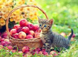 Fotoroleta kociak i koszyk jabłek