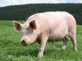 Naklejka ssak portret piękny świnia ładny
