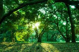 Obraz na płótnie słońce roślina las liść