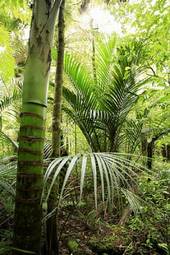 Naklejka tropikalny las roślinność