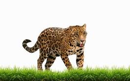 Naklejka jaguar natura mężczyzna kot świeży