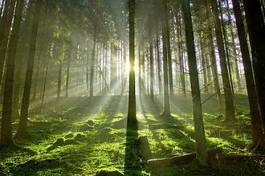 Obraz na płótnie drzewa słońce natura las