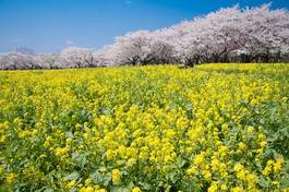 Fotoroleta park kwiat japonia