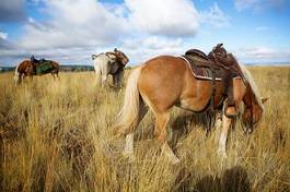 Obraz na płótnie jazda konna koń mułowy
