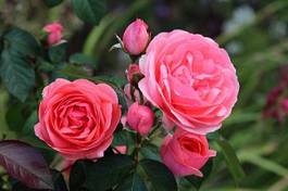 Fotoroleta ogród kwiat rose