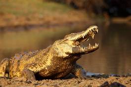 Naklejka afryka woda natura krokodyl aligator