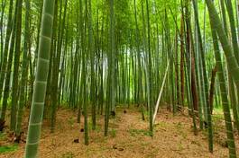 Fototapeta japonia zen niebo spokojny bambus