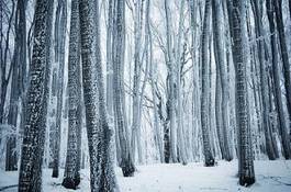 Fotoroleta pejzaż śnieg drzewa