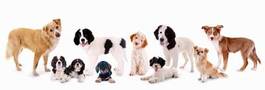 Plakat grupa psów na zdjęciu