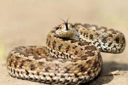 Obraz na płótnie wąż gad zwierzę rumunia