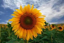 Fotoroleta kwiat pole słonecznik słońce