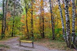 Fototapeta wiejski park piękny jesień drzewa