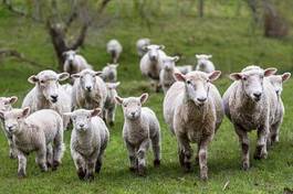 Fotoroleta owca jedzenie pastwisko trawa pole