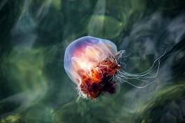 Fotoroleta meduza witalność morze natura