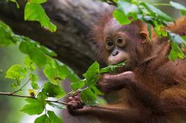 Naklejka las park zwierzę małpa indonezja