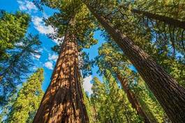 Obraz na płótnie las natura roślina kalifornia drzewa