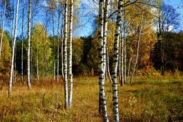Fototapeta las brzoza niebo pejzaż jesień