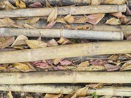 Plakat stary bambus azjatycki zły
