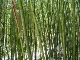 Naklejka lato bambus flora