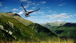 Fototapeta europa alpy ptak