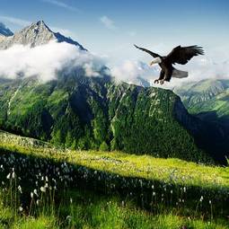 Naklejka europa szwajcaria pejzaż ptak szczyt