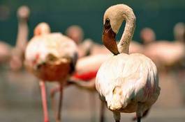 Naklejka flamingo bezdroża pejzaż fauna