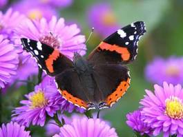 Naklejka roślina ogród motyl kwiat lot