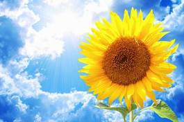 Obraz na płótnie słonecznik kwiat lato słońce