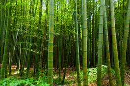 Fotoroleta niebo roślina bambus świeży
