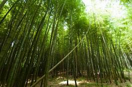 Fototapeta bambus wzór egzotyczny świeży azja