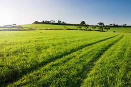 Naklejka trawa pole słońce natura niebo