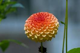 Fotoroleta piękny kwiat wzór roślina natura
